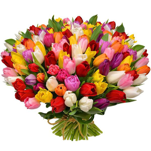 Sunset Tulip Symphony