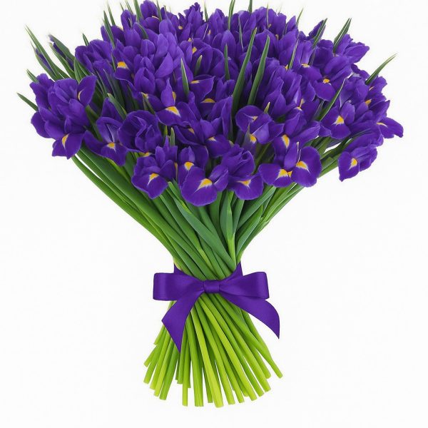 Velvet Iris Dream